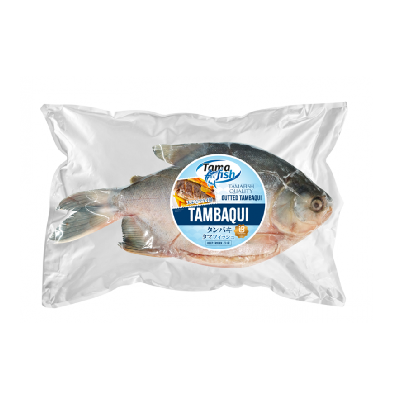 TAMBAQUI (CONG) BRASIL